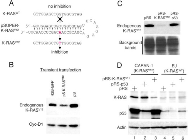 Stable suppression of tumorigenicity by RNA interference