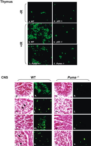 Puma mediates p53-dependent and –independent cell death