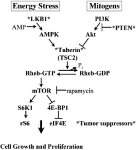 The LKB1 tumor suppressor negatively regulates mTOR signaling