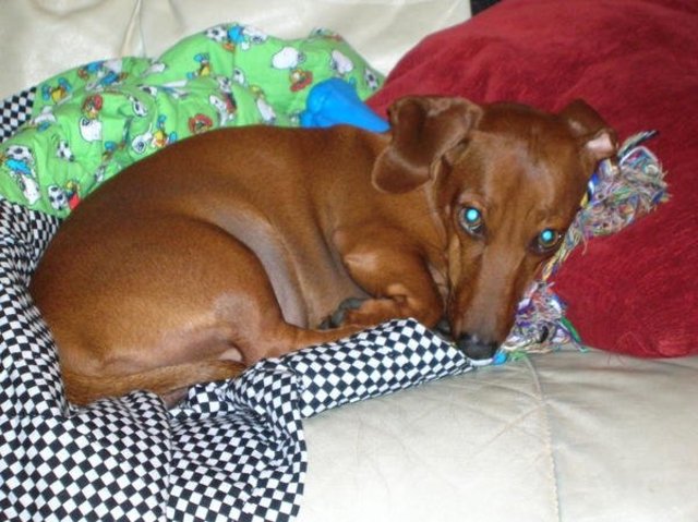 Adopted my dog, Oscar