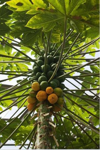 Papaya