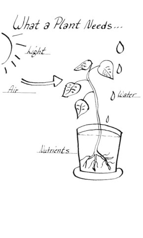 Research: What do Plants & Humans Need?