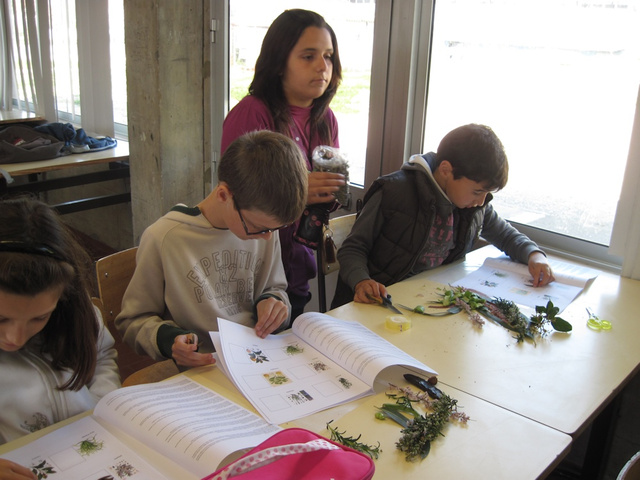 Realização de um herbário