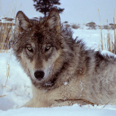 Timeline: Wolves in Yellowstone