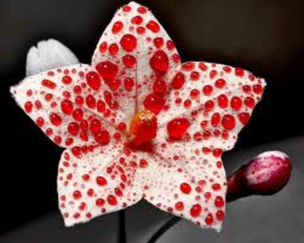 Red No. 2 Food Dye Banned