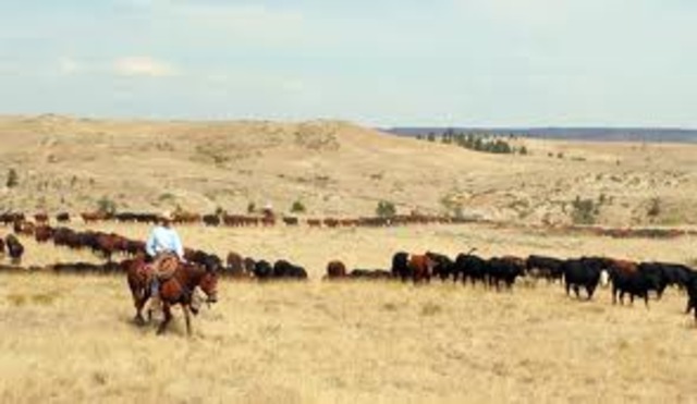 Cattle Ranches