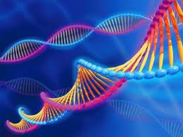 Decoding the Human Genome