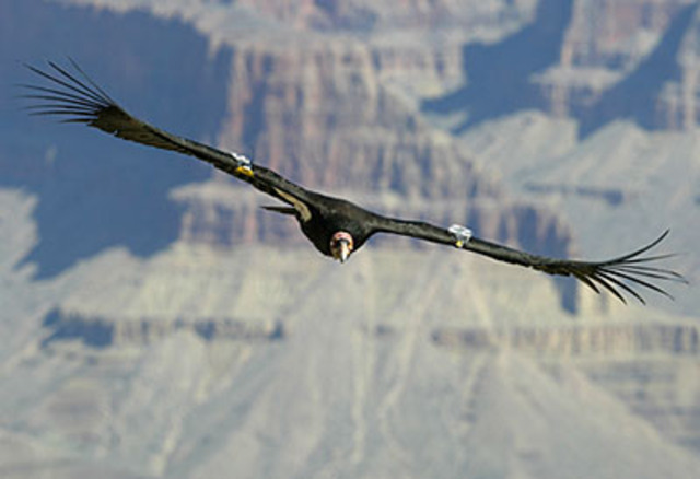 Endangered Species Act