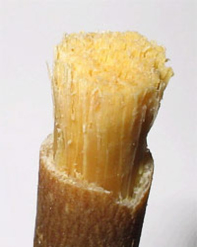 The Bristle Toothbrush was invented by the Hongzhi Emperor