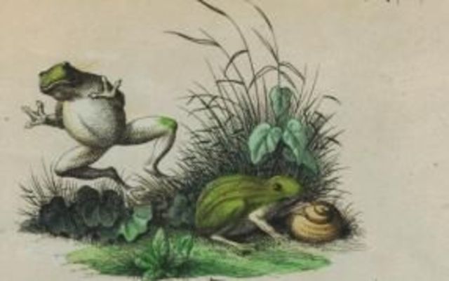 Inspiration for Roughing It and The Celebrated Jumping Frog of Calaveras County