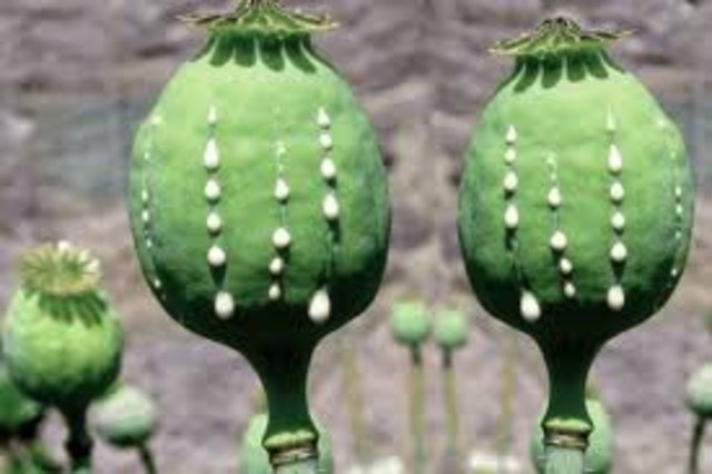 Commisioner Lin Zexu