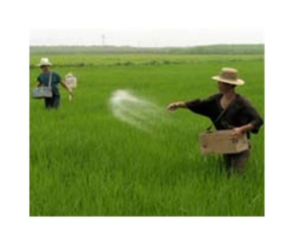 Korean farmers brought rice to japan