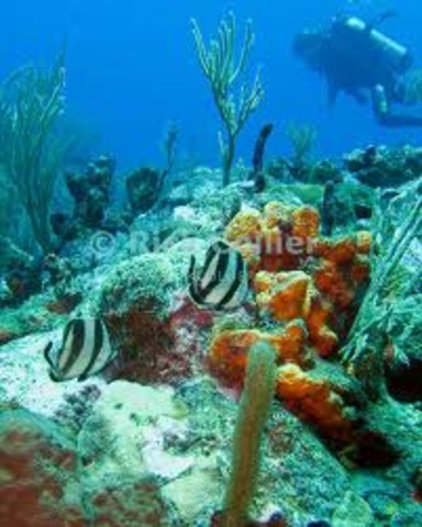 frist scuba diving exprince