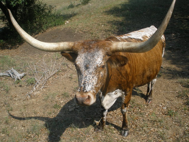 Day 6:  Animals and man were created.