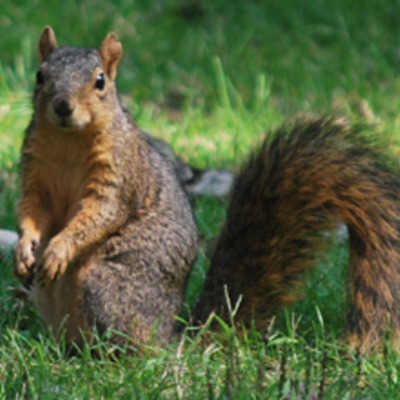 Timeline: The Squirrel Times By Lexi Cooper and Connor Harvey