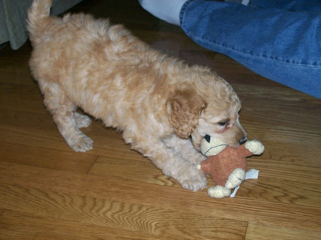 We brought my dog home.