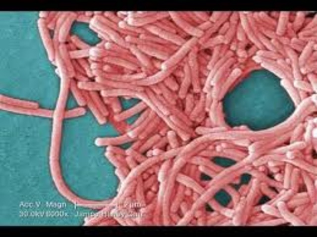 Legionnaire's disease strikes