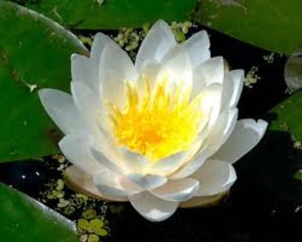 Wang Er succeeds in uprising against the Ming dynasty.