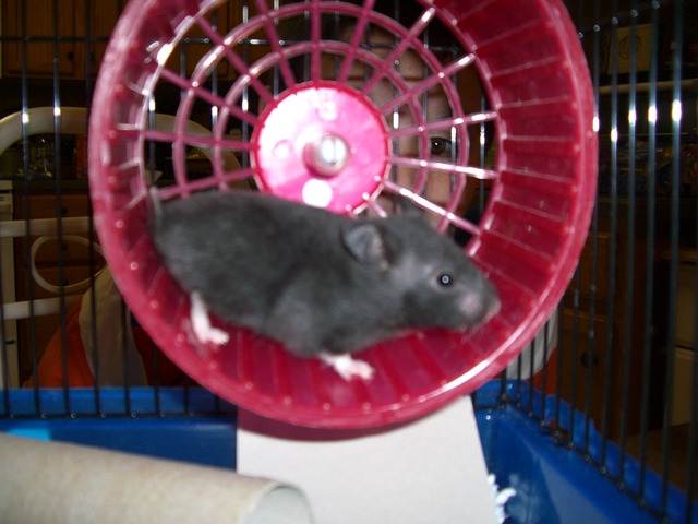 got a pet hamster