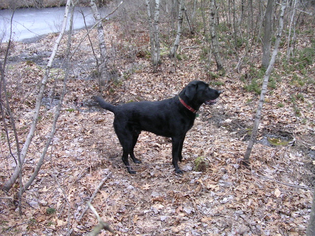 My dog Toby died. Sad day.