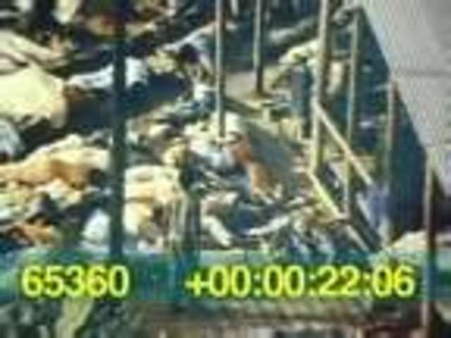 Jonestown Massacre