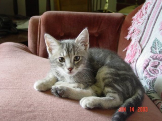 Got Grandparents a Cat