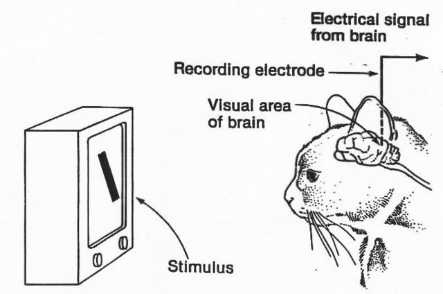 Hubel and Wiesel's first paper  ‘Receptive fields of single neurons in the cat's striate cortex'