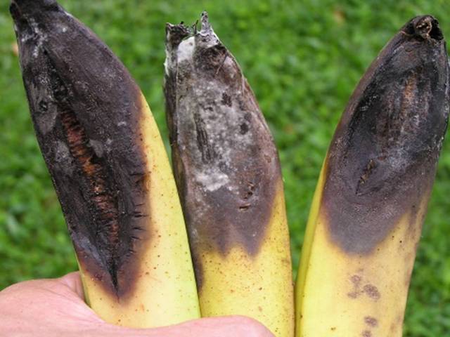 Disease from Panama wipes out almost all banana farms