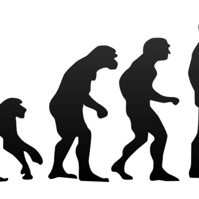 Timeline: Evolution timeline