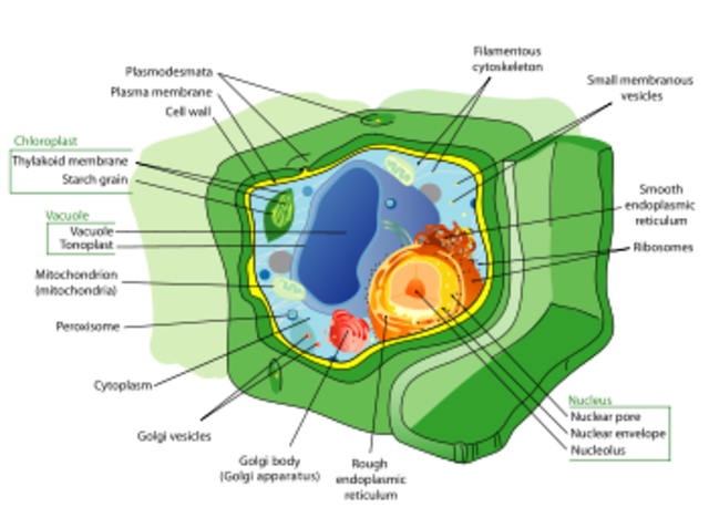 Complex cells