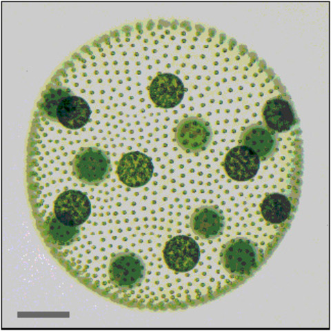 Multi-celled organisms