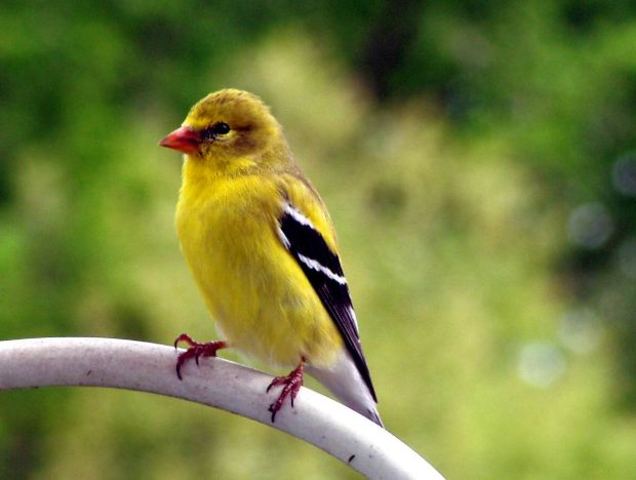 Pip and Herbert Join the Finches