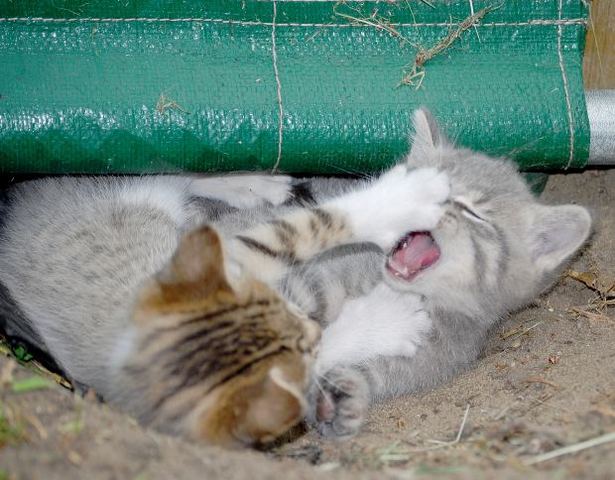 Estella and Miss Havisham Get Into a Fight