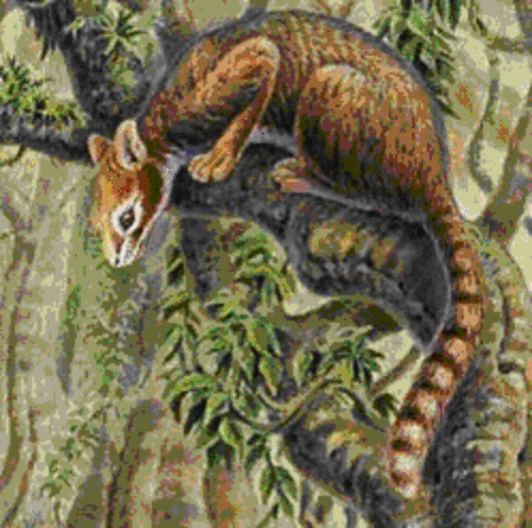 Surviving mammals expand