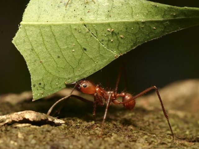 Ants  and Termites