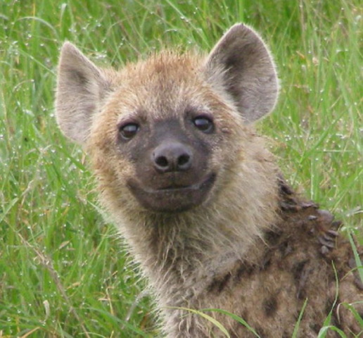 Hyena