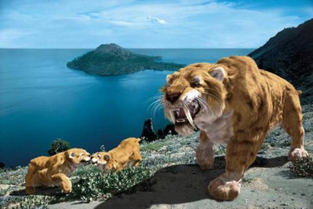 Sabre toothed carnivores