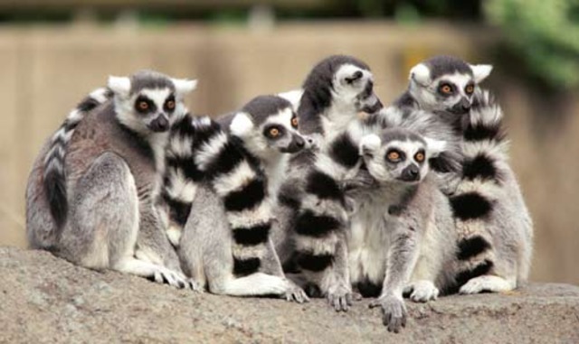 Origin of Lemurs (62mya)