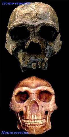 Homo erectus, Homo ergaster (1.8mya)