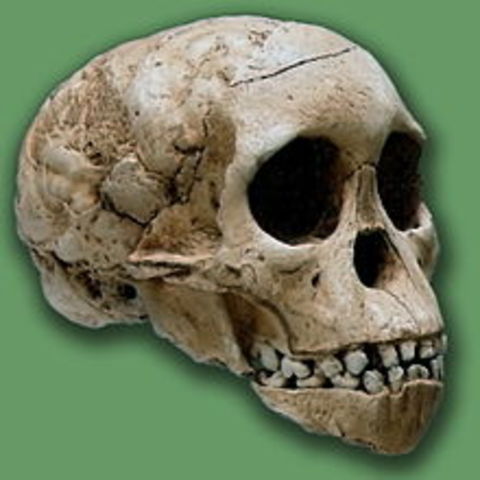 Australopithecus africanus (3mya)
