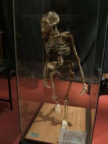 “Lucy” Fossil is Found (3.18mya)