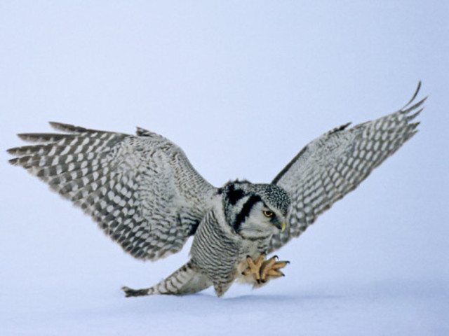 Prussia Attacks Austria