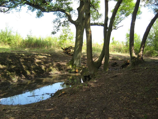 Web Site for UK Woodland Restoration Project