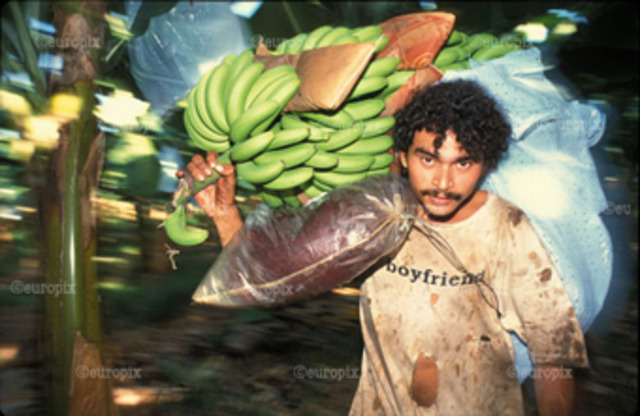 Banana plantations are established