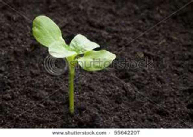 Plant the seedlings