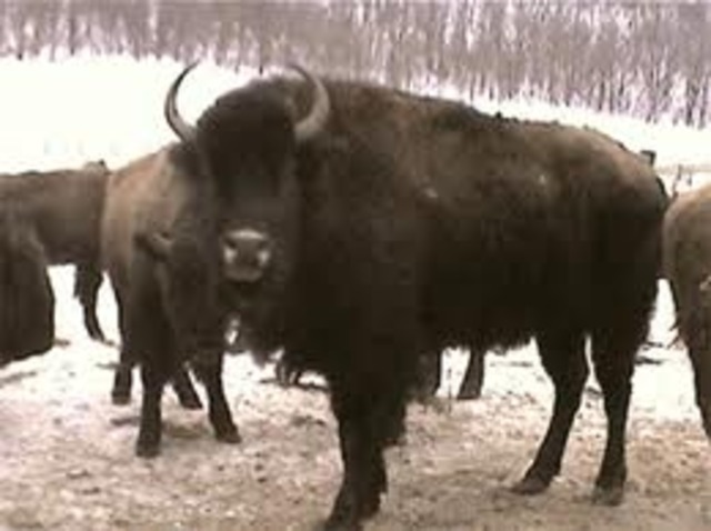 Buffalo Hybrids