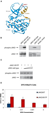 JAK2V617F mutations in myeloproliferative disorders