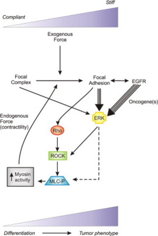 Tensional homeostasis and the malignant phenotype