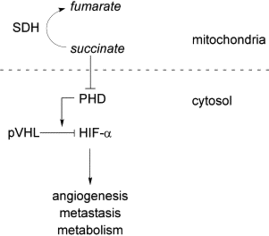 Succinate conveys an oncogenic signal in TCA cycle-impaired cells