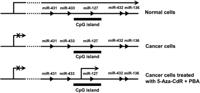 Epigenetic therapy upregulates microRNA expression